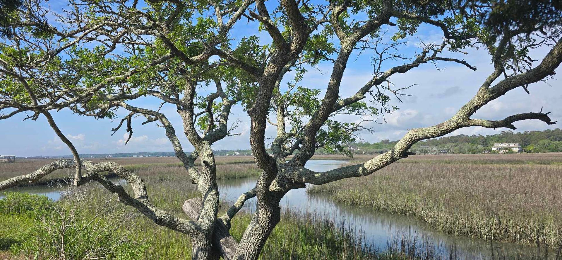 A large tree with moss-covered branches frames a river and marsh, with a building visible in the distance.