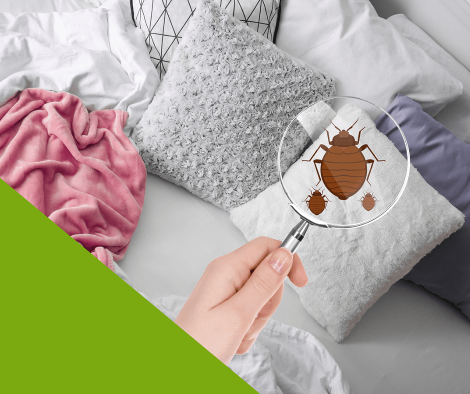 Bed-Bug-Elimination