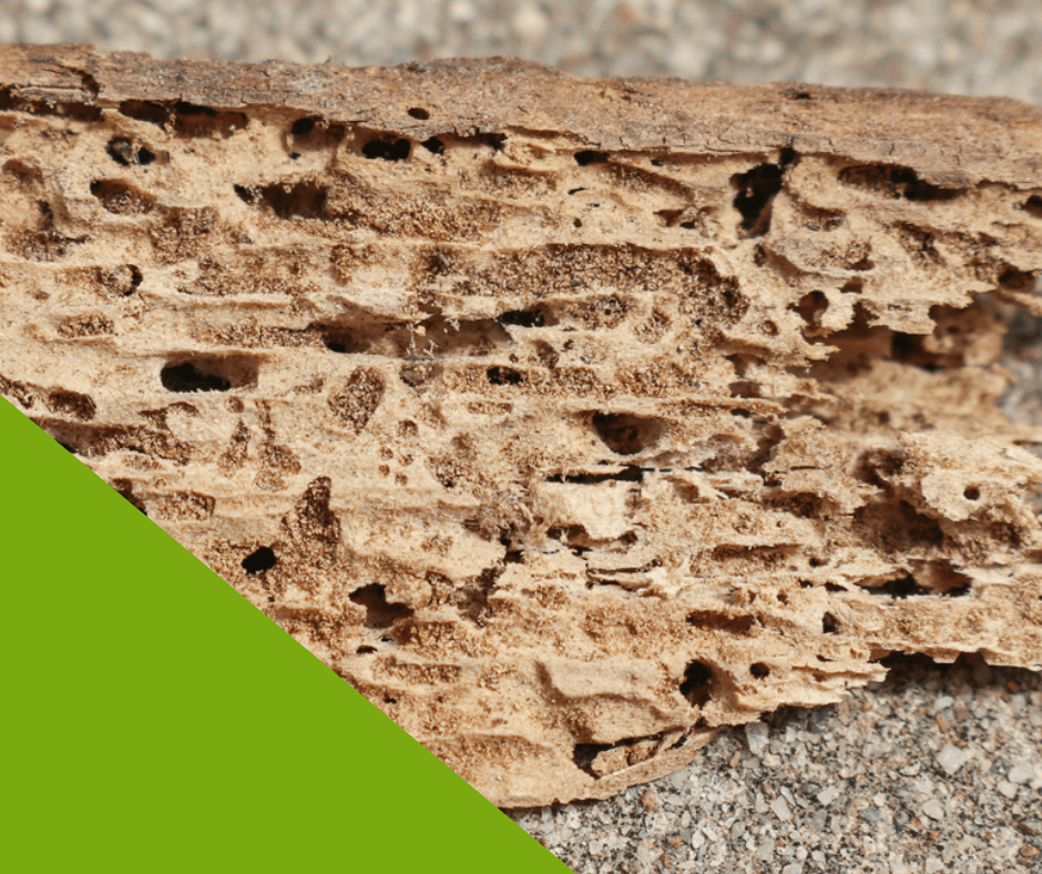 Professional-Termite-Treatment