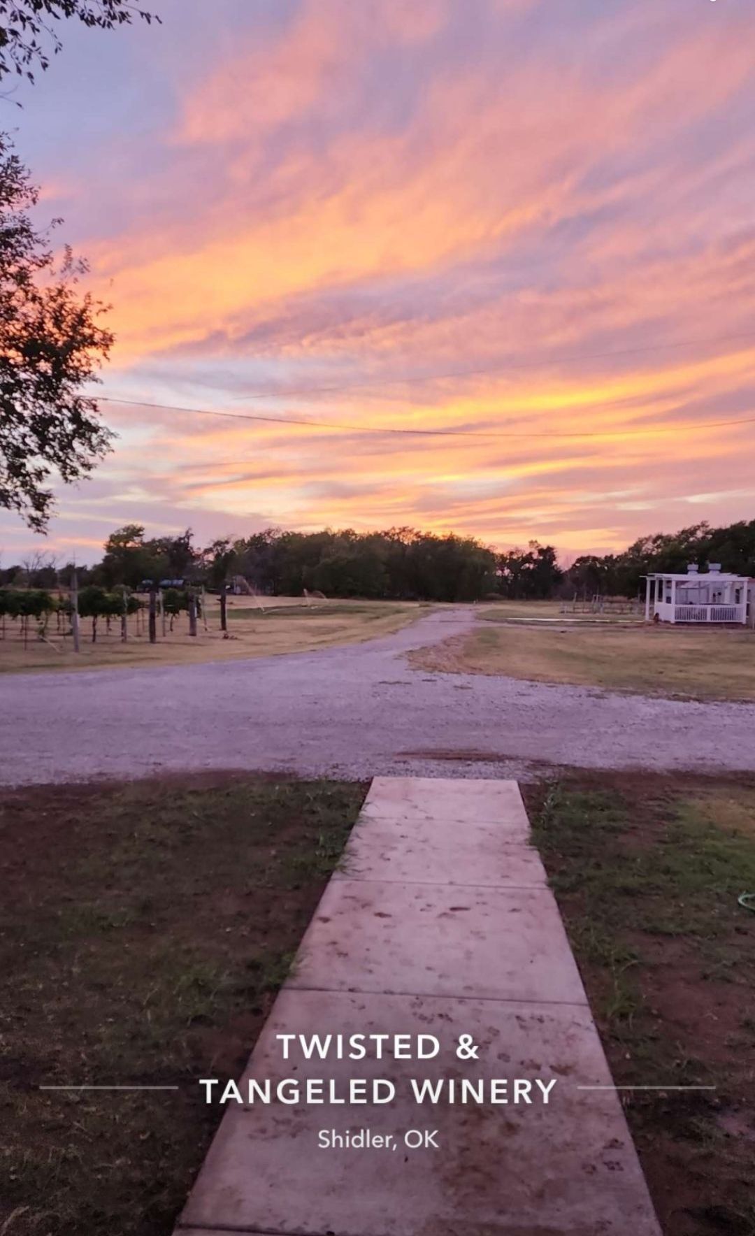 A path leading to a vineyard with a sunset in the background.