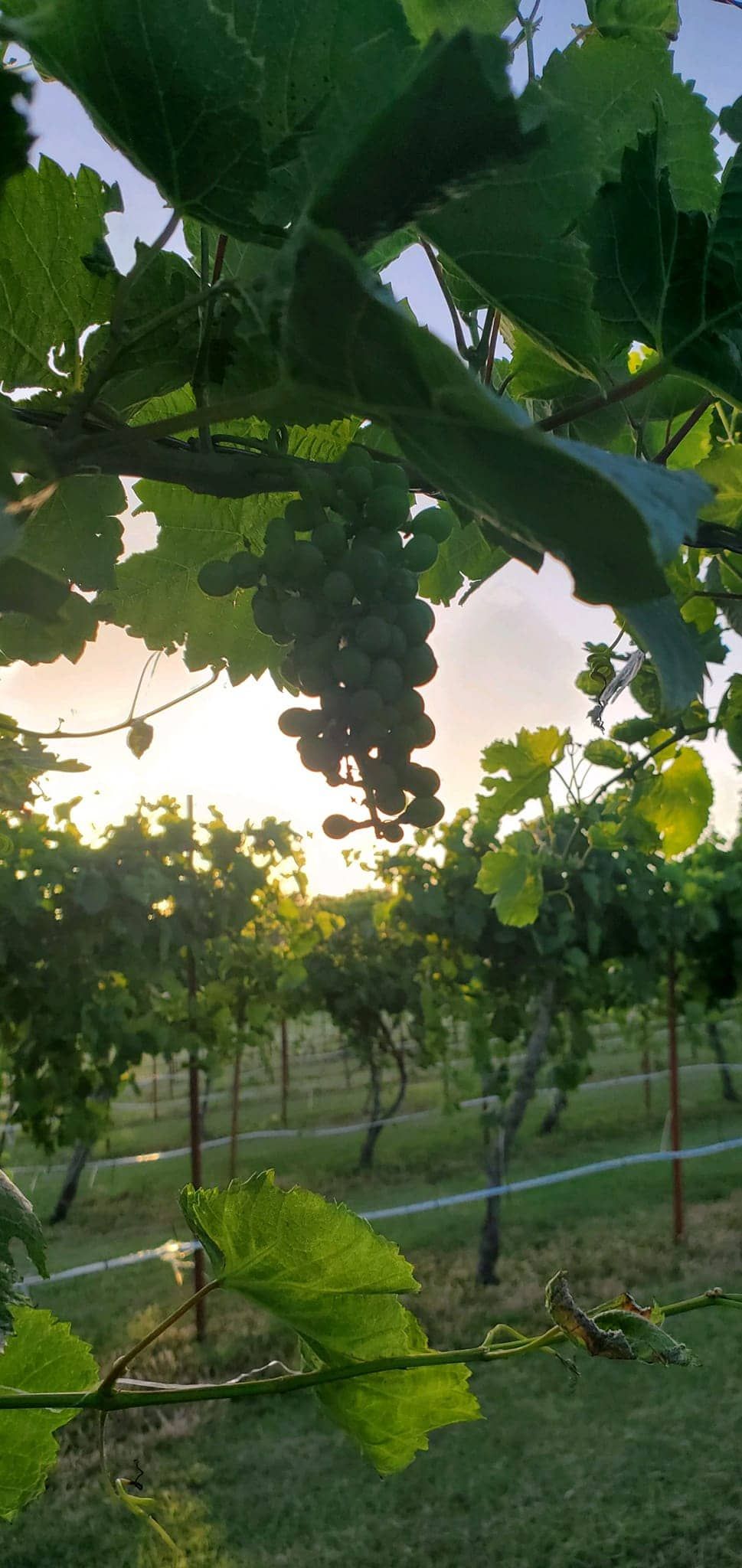 A bunch of grapes hanging from a vine in a vineyard.