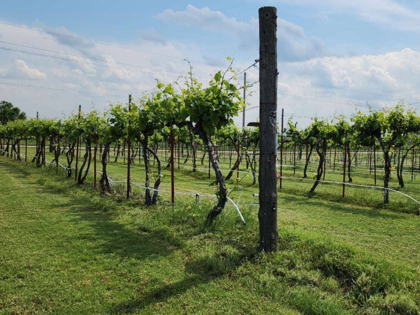 A vineyard with a wooden post in the middle of it
