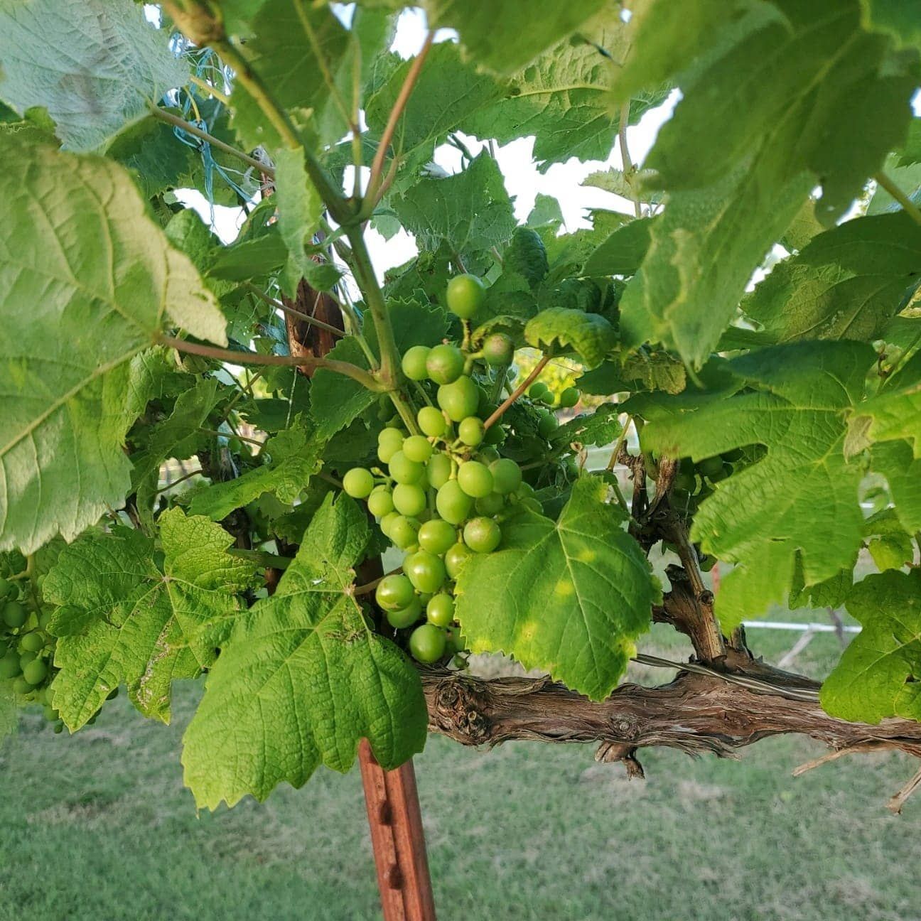 A bunch of green wine grapes hanging from a vine