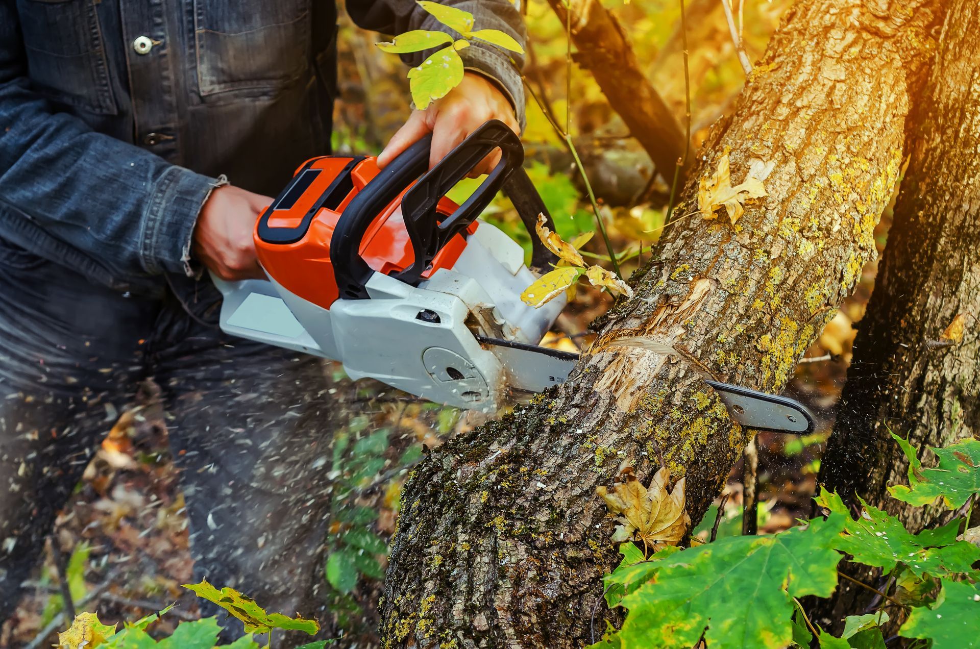 Tree removal using a chainsaw to cut large tree trunks.
