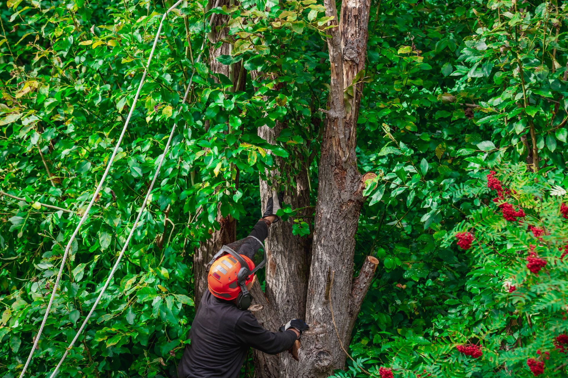 A man is trimming some branches from a tree.