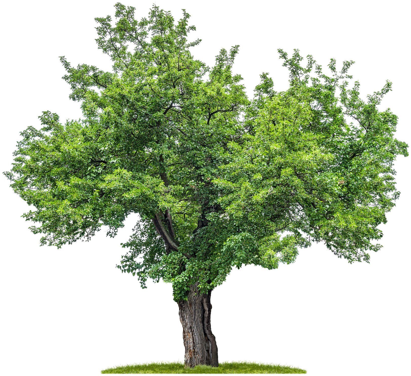 Big Tree — Circleville, OH — Giffin Tree Service Big Tree — Circleville, OH — Giffin Tree Service