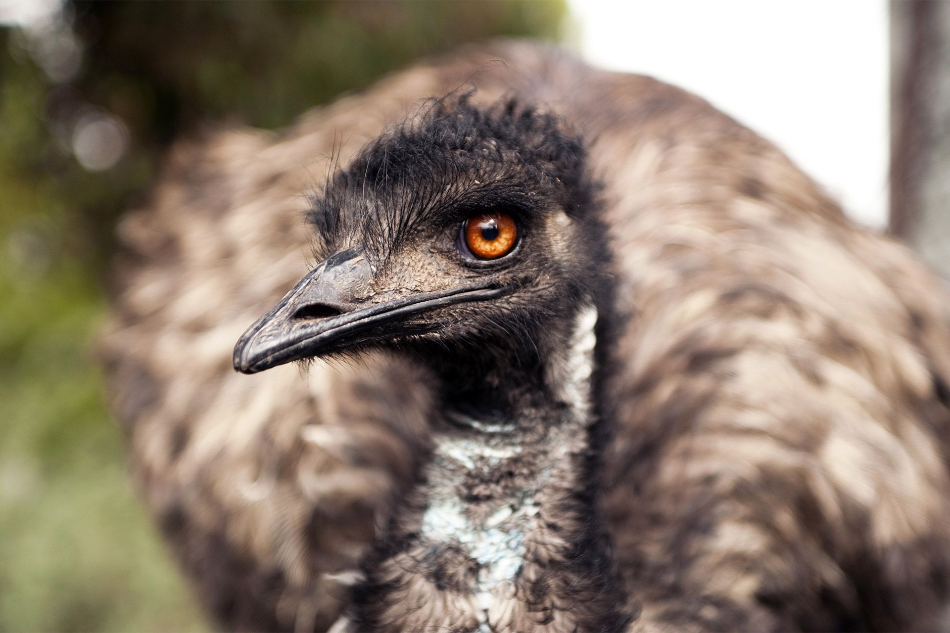 Coastal emu close-up with dark brown feathers, black head, and orange eye.