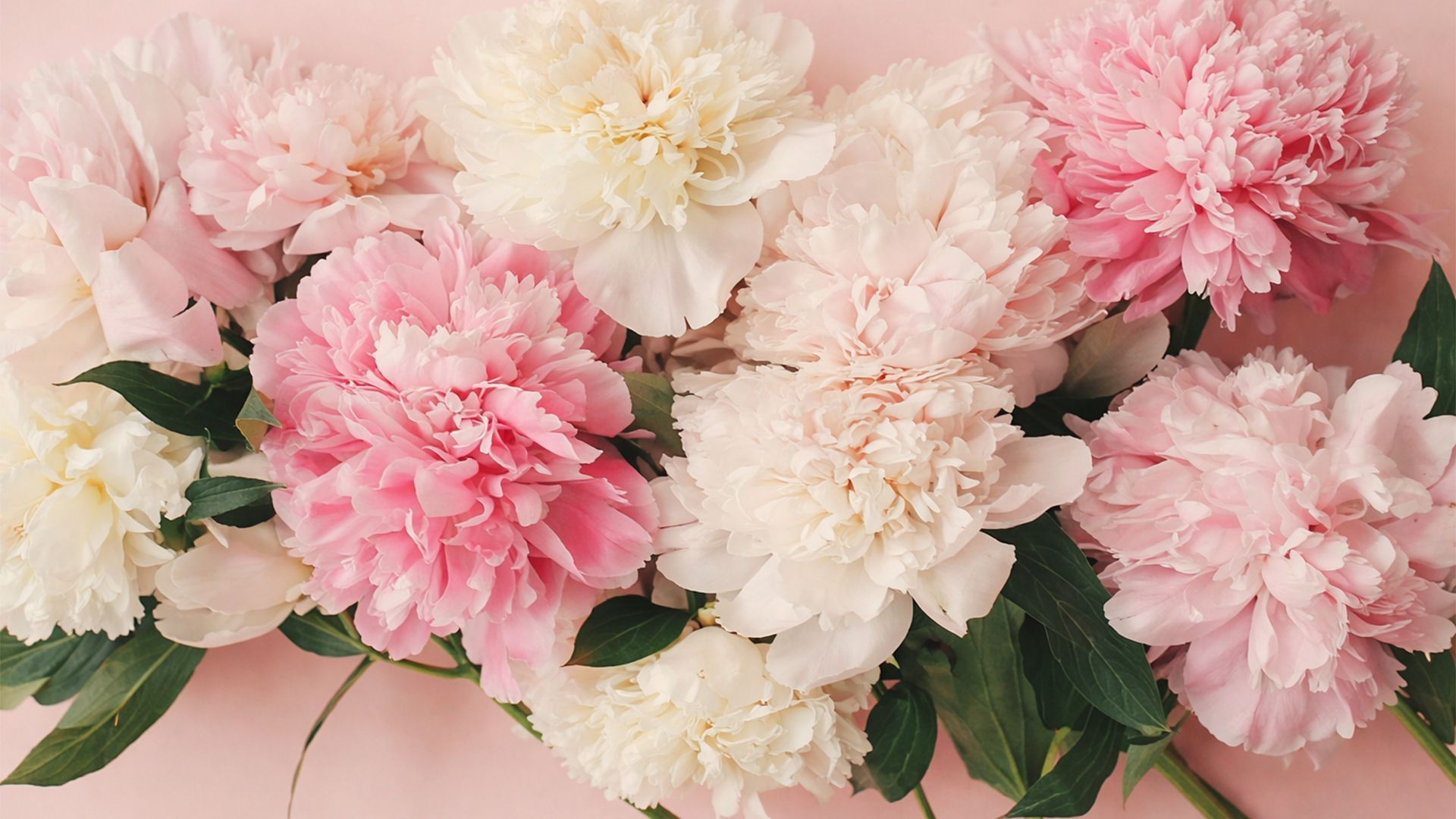 Pink and cream peonies on a soft pink background. Green leaves accent the flowers.