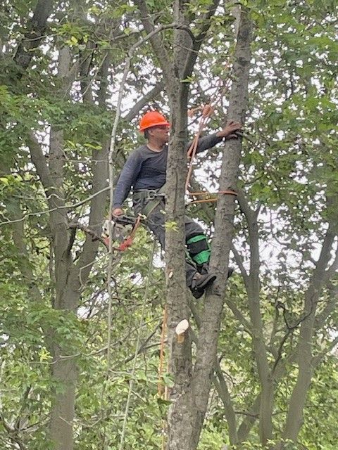 A person is cutting a tree branch with a chainsaw.