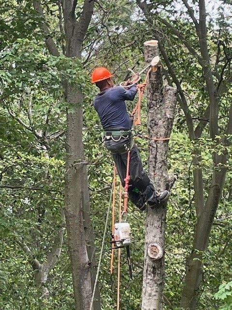 A silhouette of a tree with a blue sky in the background.