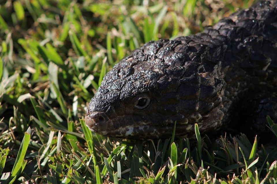 shingleback
