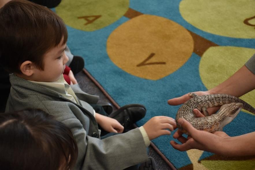 young boy trying to touch a snake
