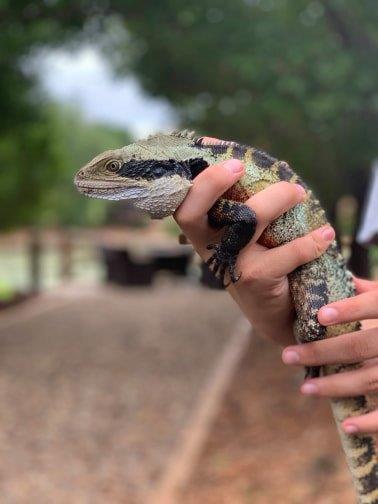 man holding a reptile in his hand