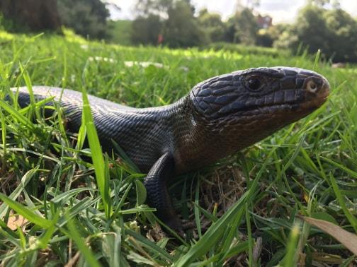 reptile walking on grass