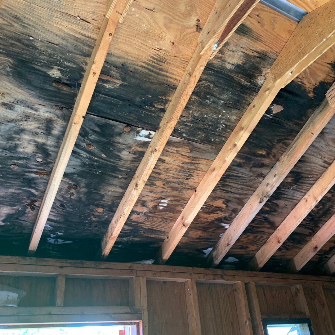 A ceiling with a lot of wood beams and a lot of black mold on it.