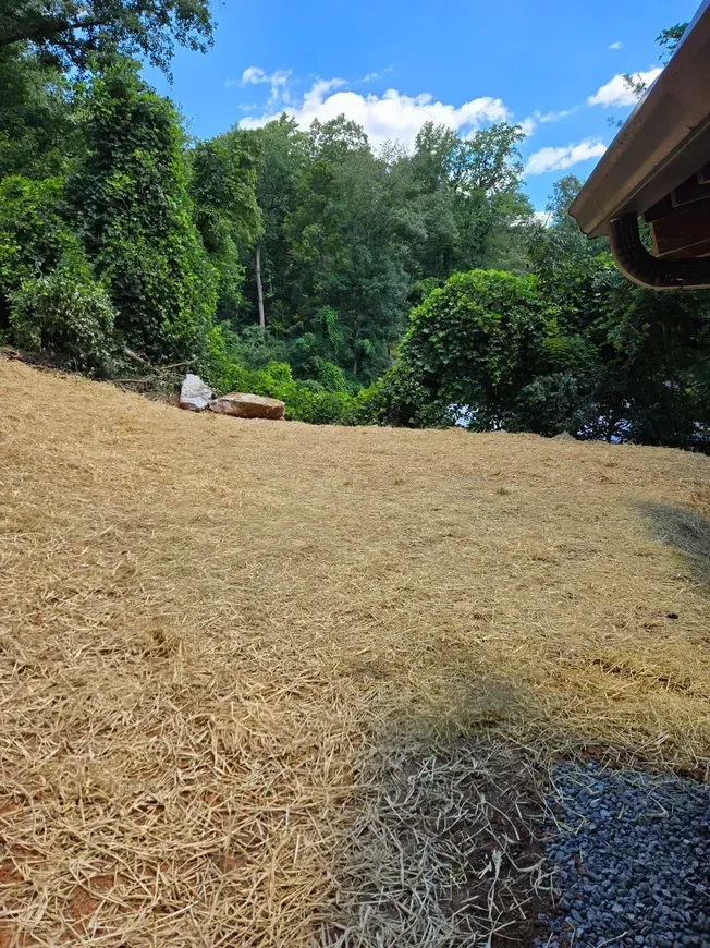 Dry straw-covered ground beside a lush green forest under a bright blue sky.