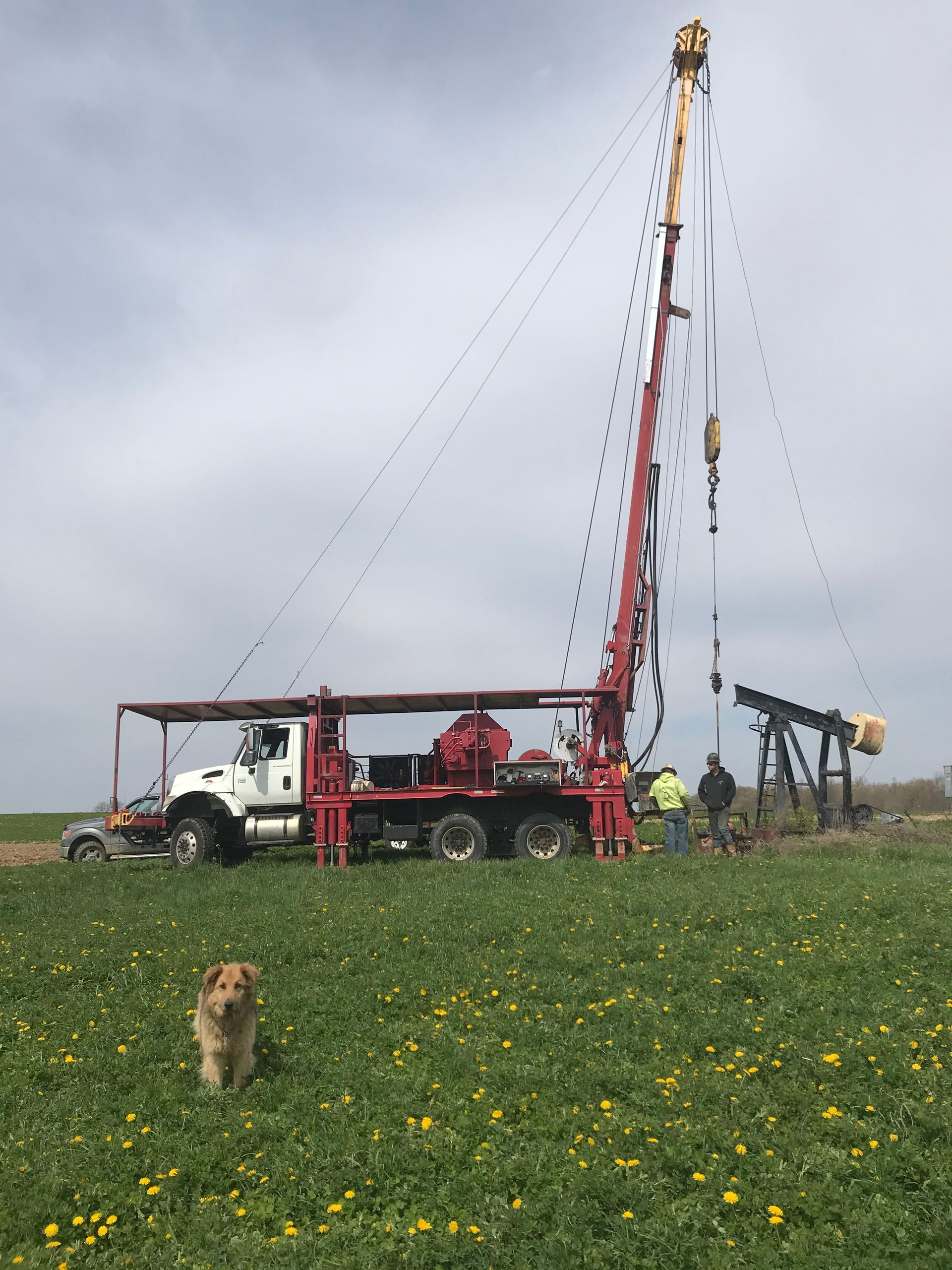 Dog in a field of dandelions with a red oil rig and oil pump, overcast sky.