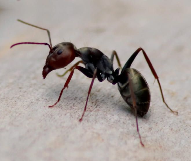 A close-up of a dark ant with red head and legs crawling on a light-colored surface.