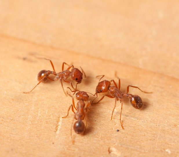 Three reddish ants on a light brown surface, interacting with each other.