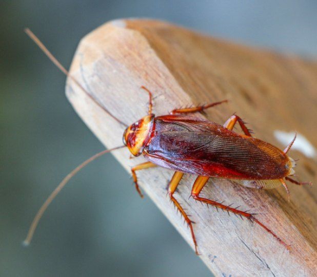 Cockroach on wooden surface; brown and orange insect with long antennae.