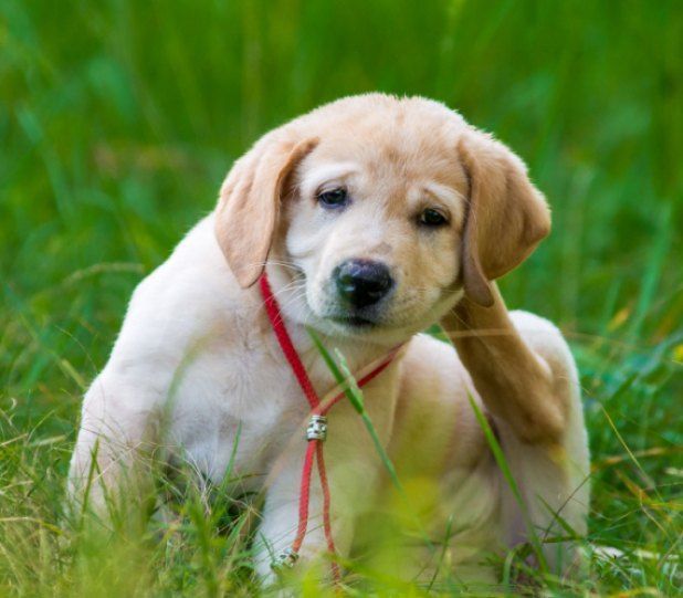 Yellow lab puppy scratching its ear while sitting in green grass.