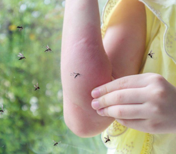 A child's arm is being bitten by mosquitoes; window in the background.