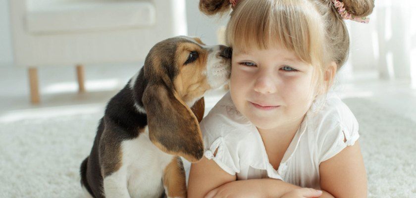 A beagle kisses a child on the cheek.