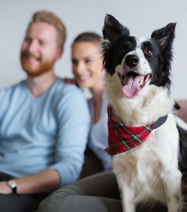 A happy black and white dog wearing a red plaid bandana sits in the foreground, with a blurred couple in the background.