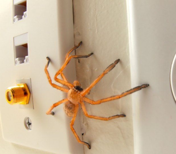 Orange spider on a light-colored wall, near electrical outlets.