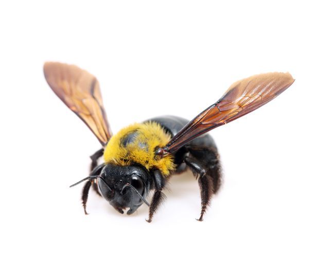A black and yellow carpenter bee with wings spread against a white background.