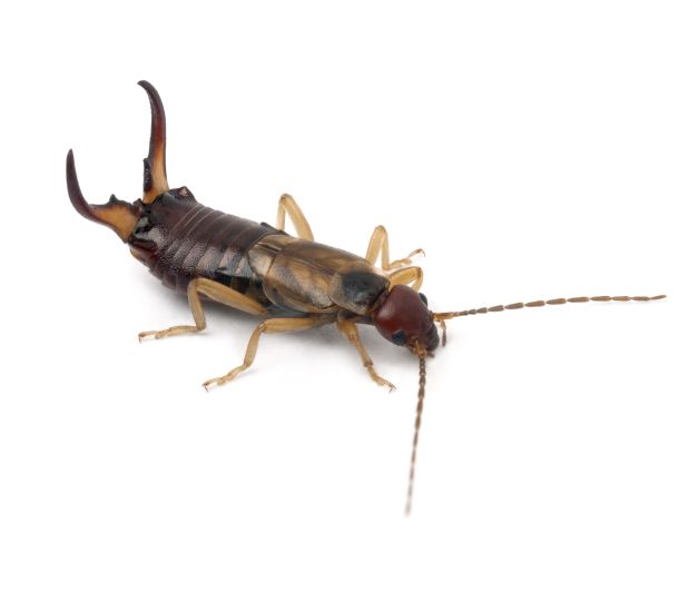 Brown earwig insect with large pincers on white background.