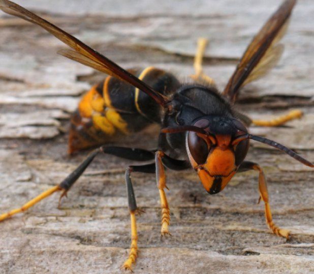 Large wasp with black and orange markings on a wooden surface.