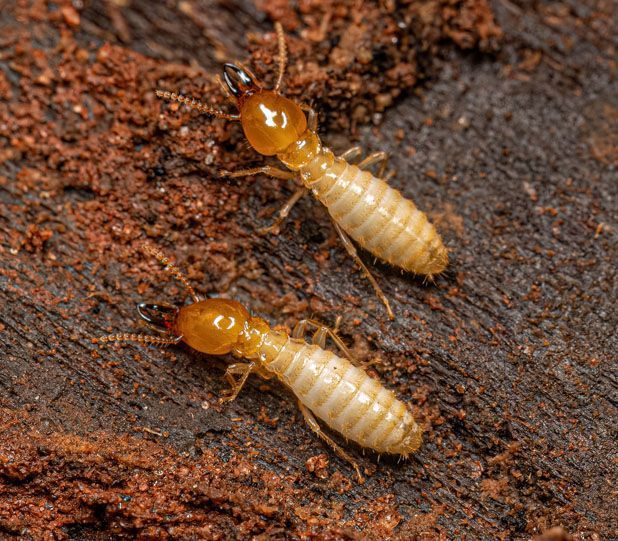 Two termites with tan bodies and brown heads on dark wood.