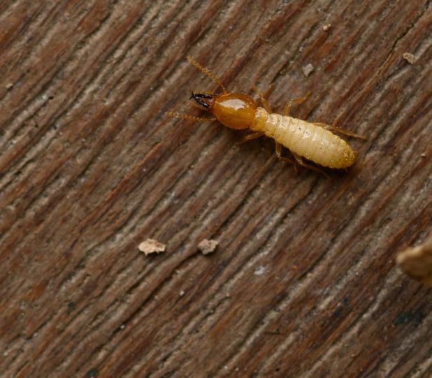Termite on wooden surface, with a brown head and light-colored body.