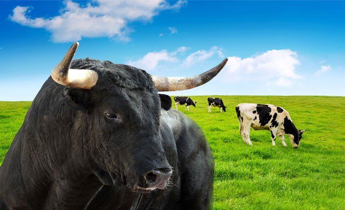bull in field
