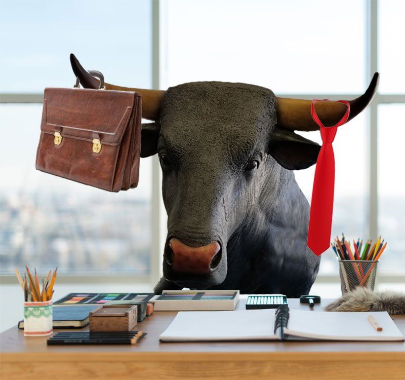 bull behind office desk