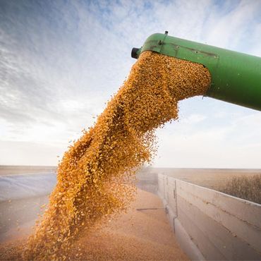 corn grain processing