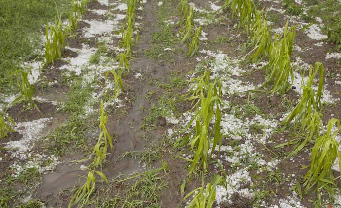 corn with hail damage