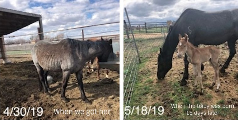 A horse and a donkey are standing next to each other in a field.