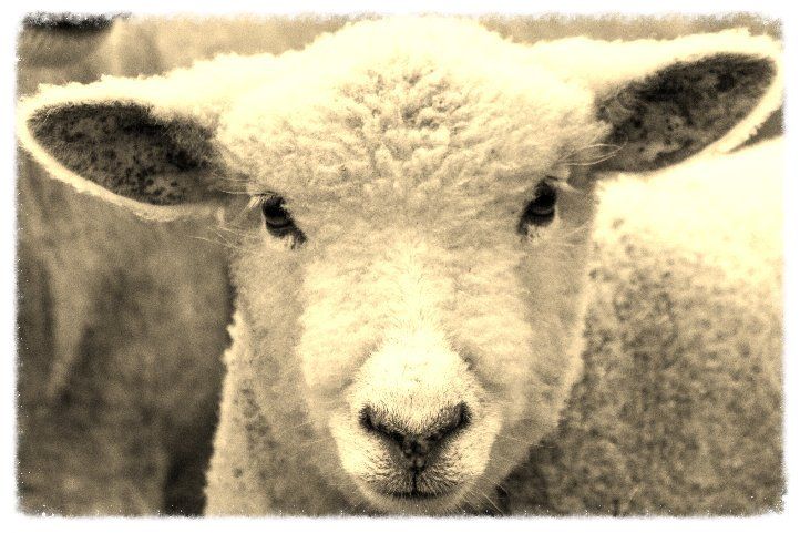 Ryeland Lamb at High Hurst