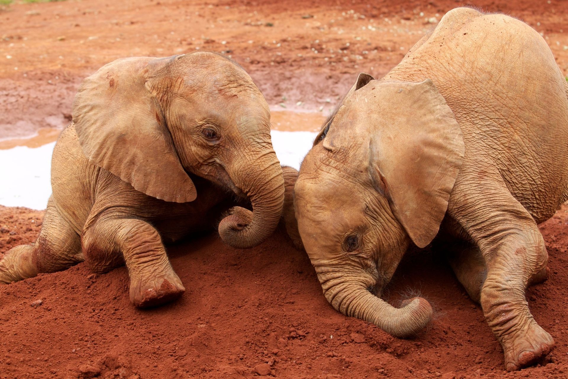 Baby Elephants at Sheldrick Wildlife Trust