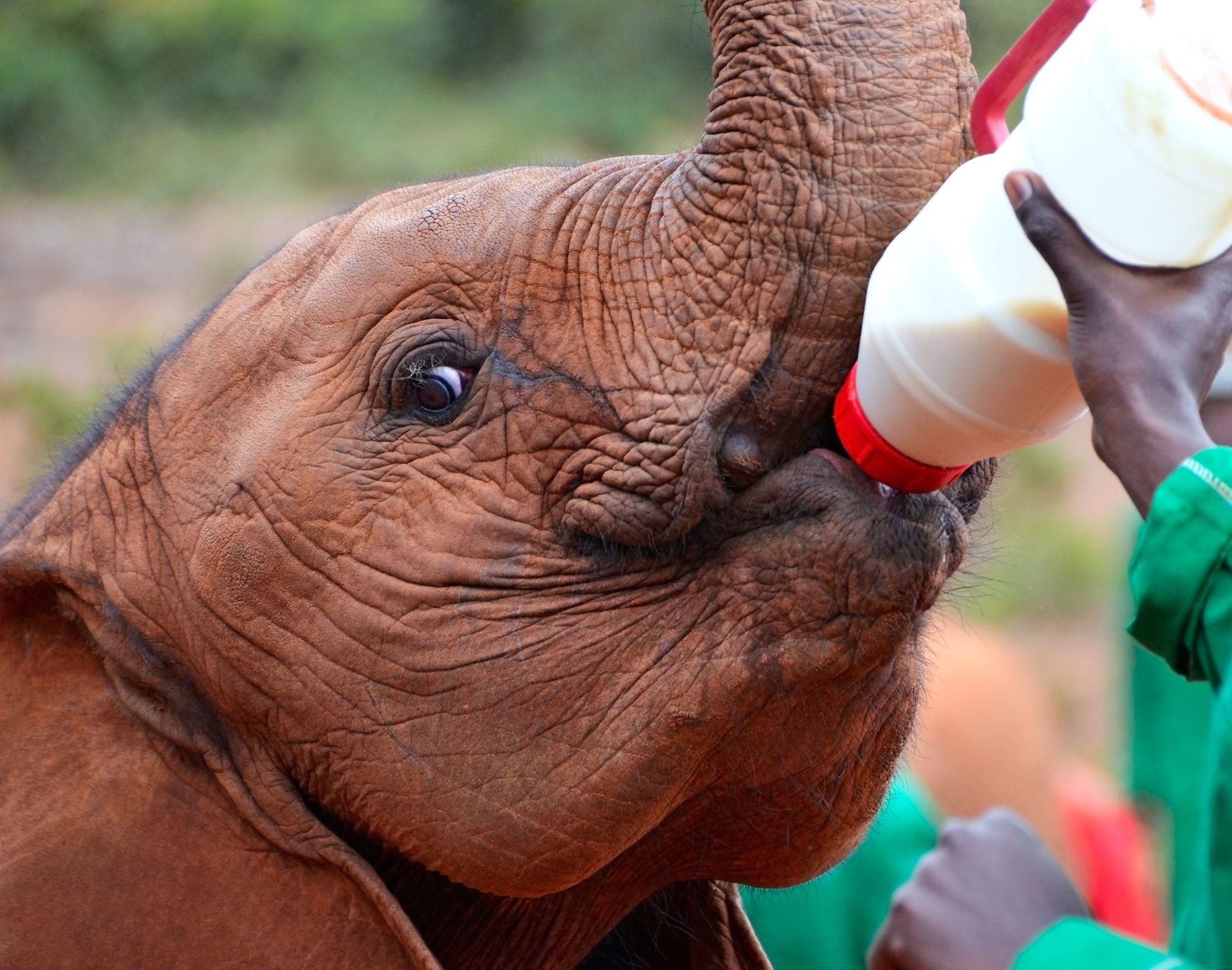 Elephant Feeding at Sheldrick Wildlife Trust