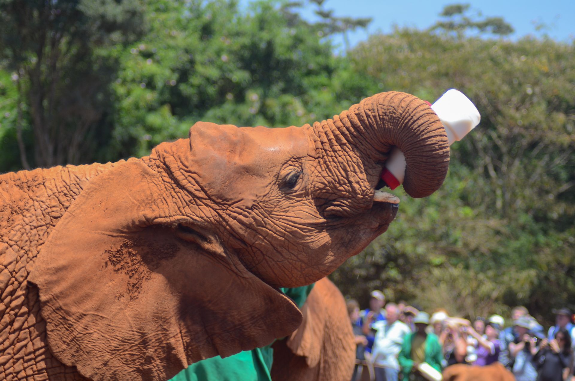 Elephant Feeding at Sheldrick WIldlife Trust