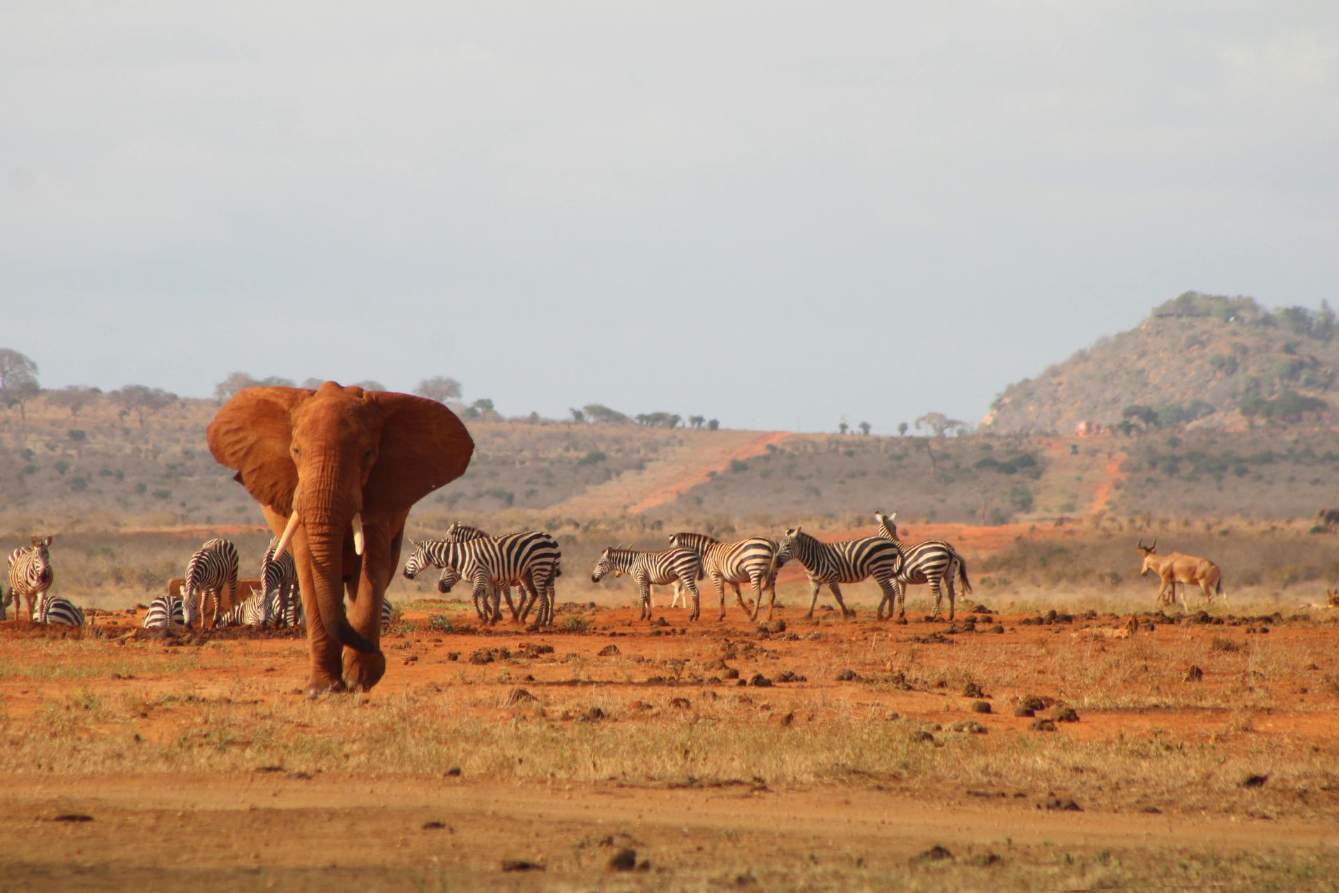 Red Elephant and Giraffes in Tsavo National Park