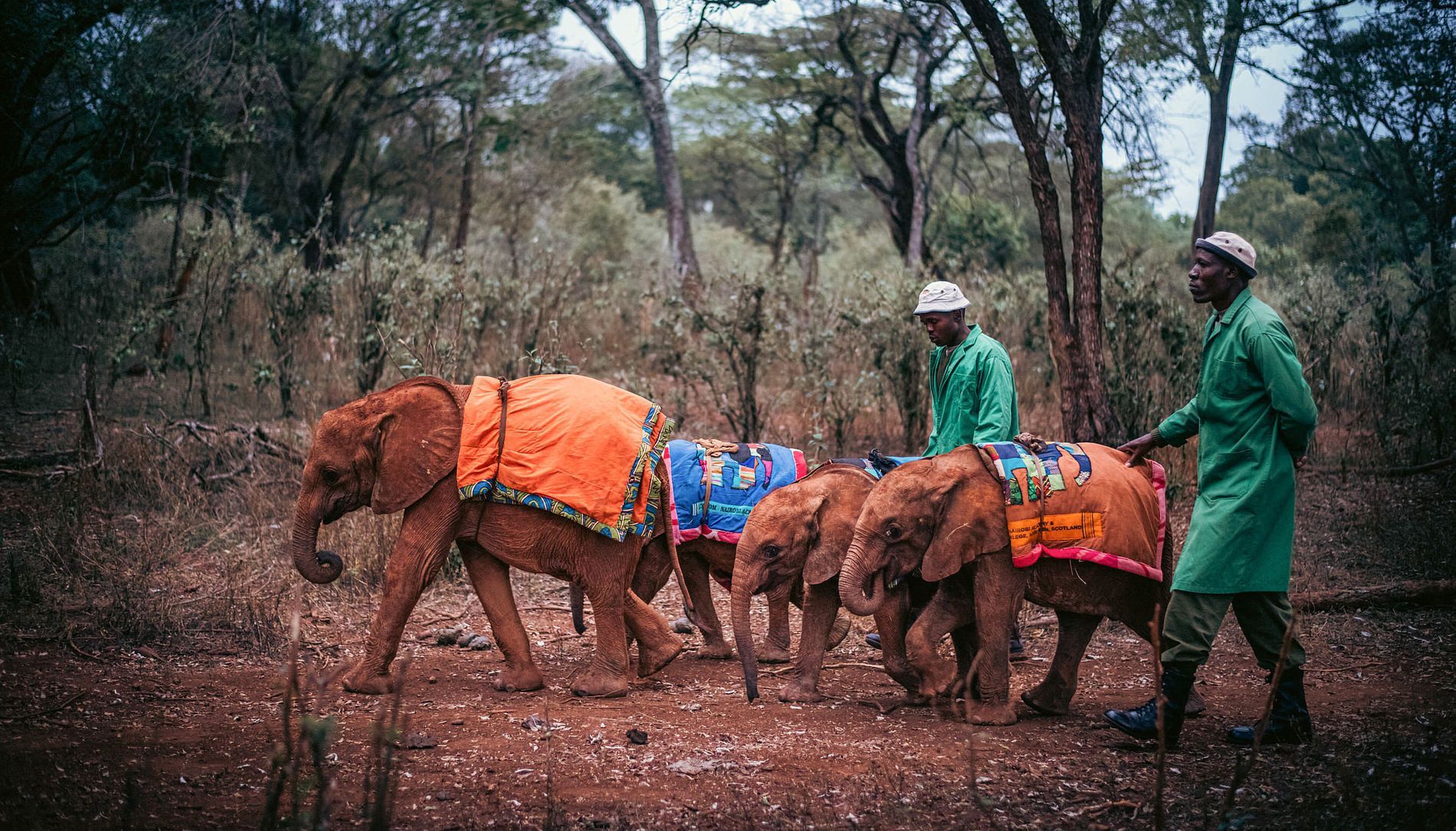 Sheldrick Wildlife Trust