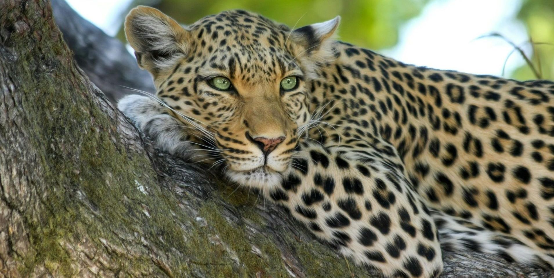 Cheetah  in Tree 