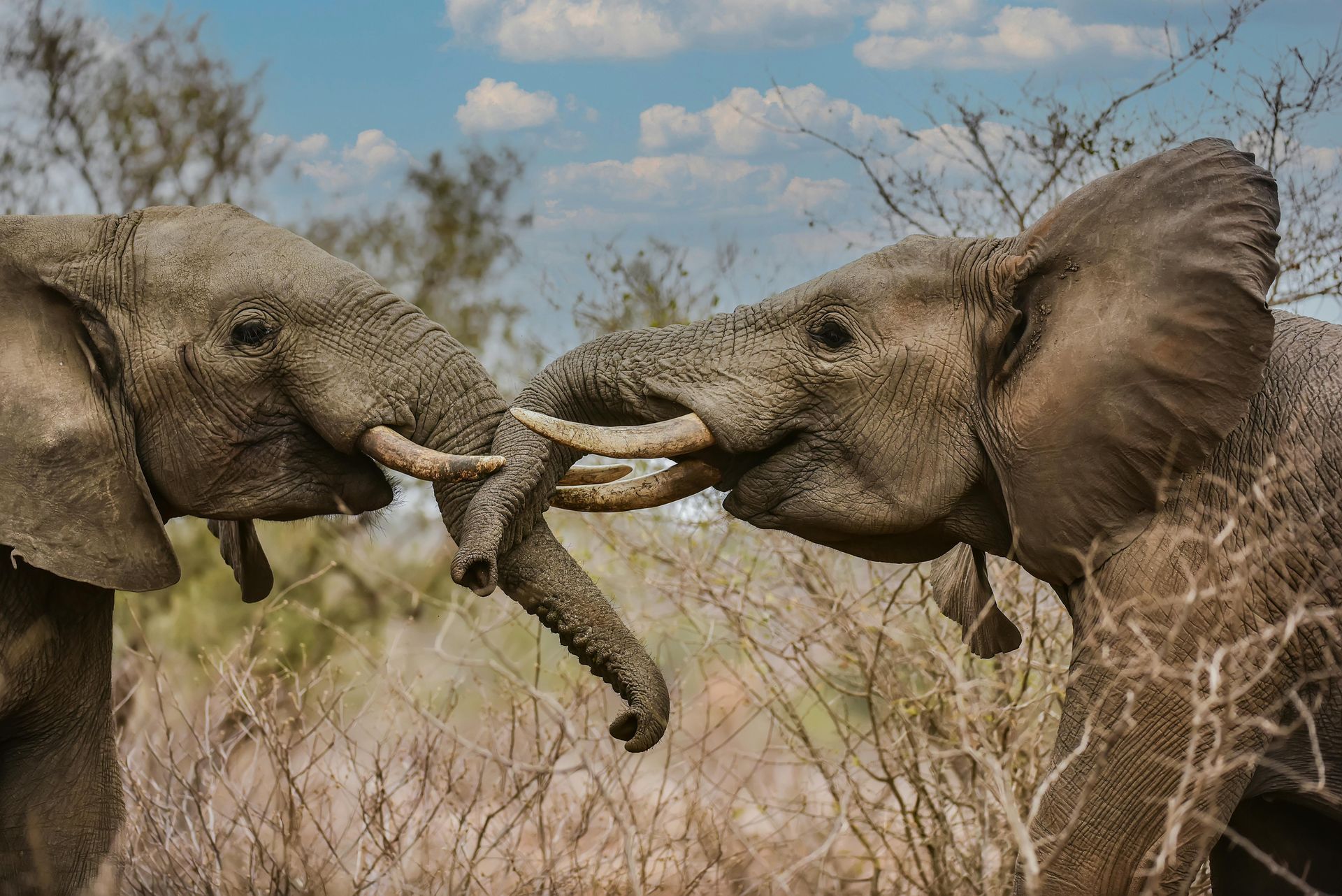 Elephants with their trunks locked together