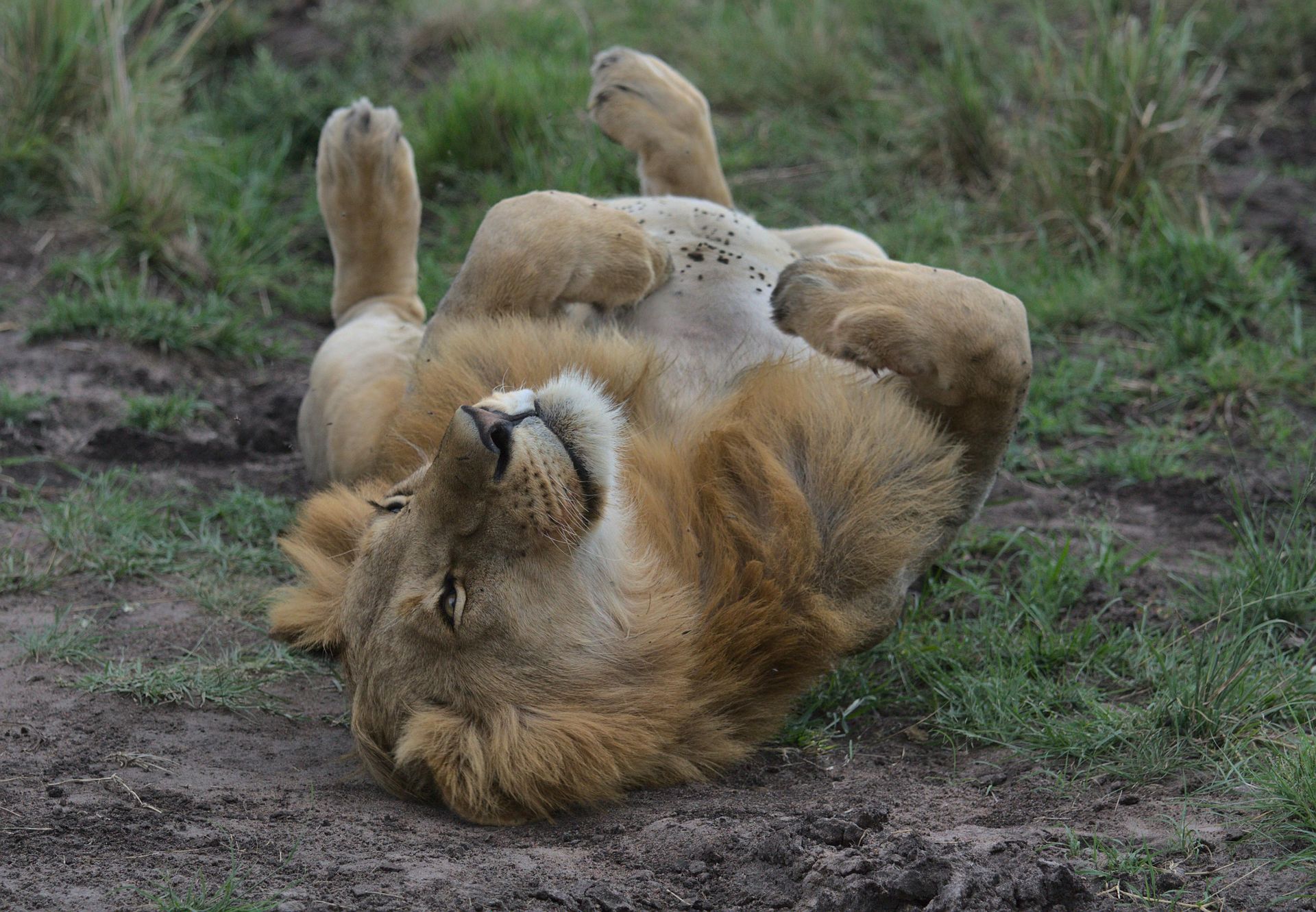 Lion laying on back
