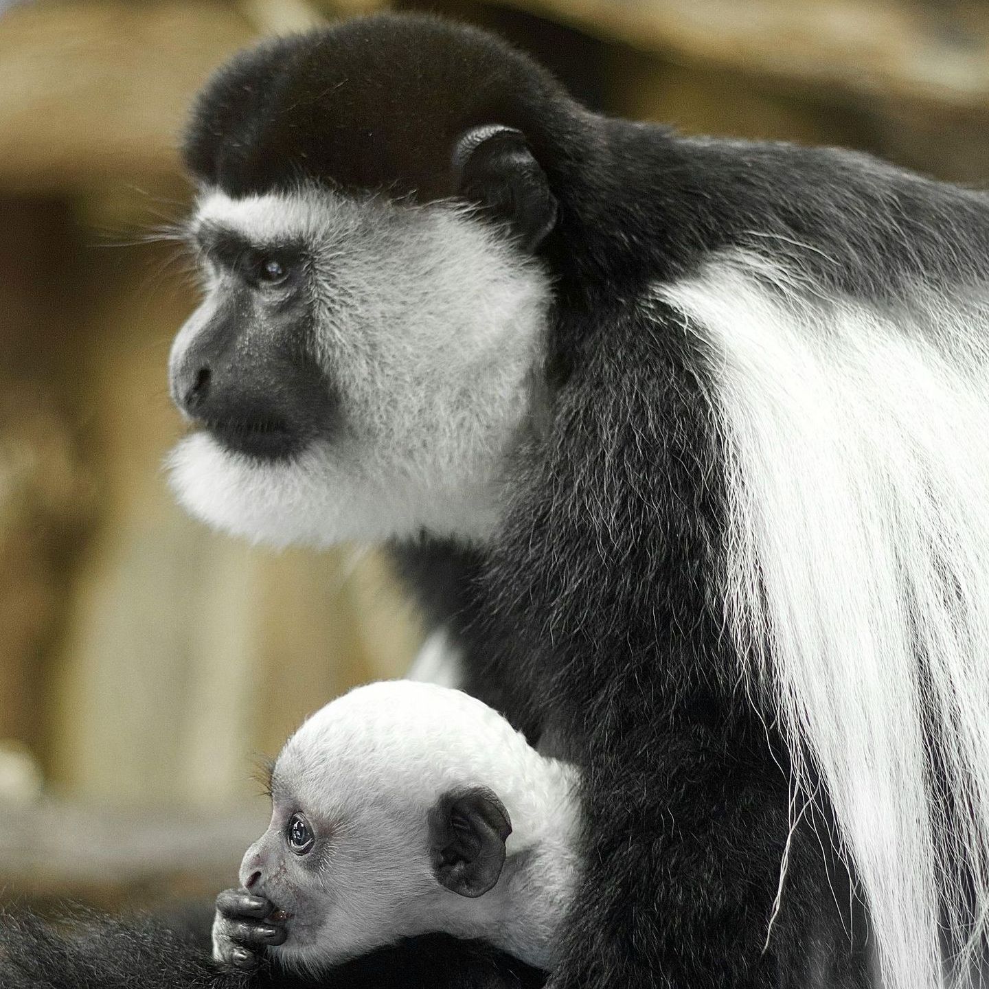 Colobus Monkey