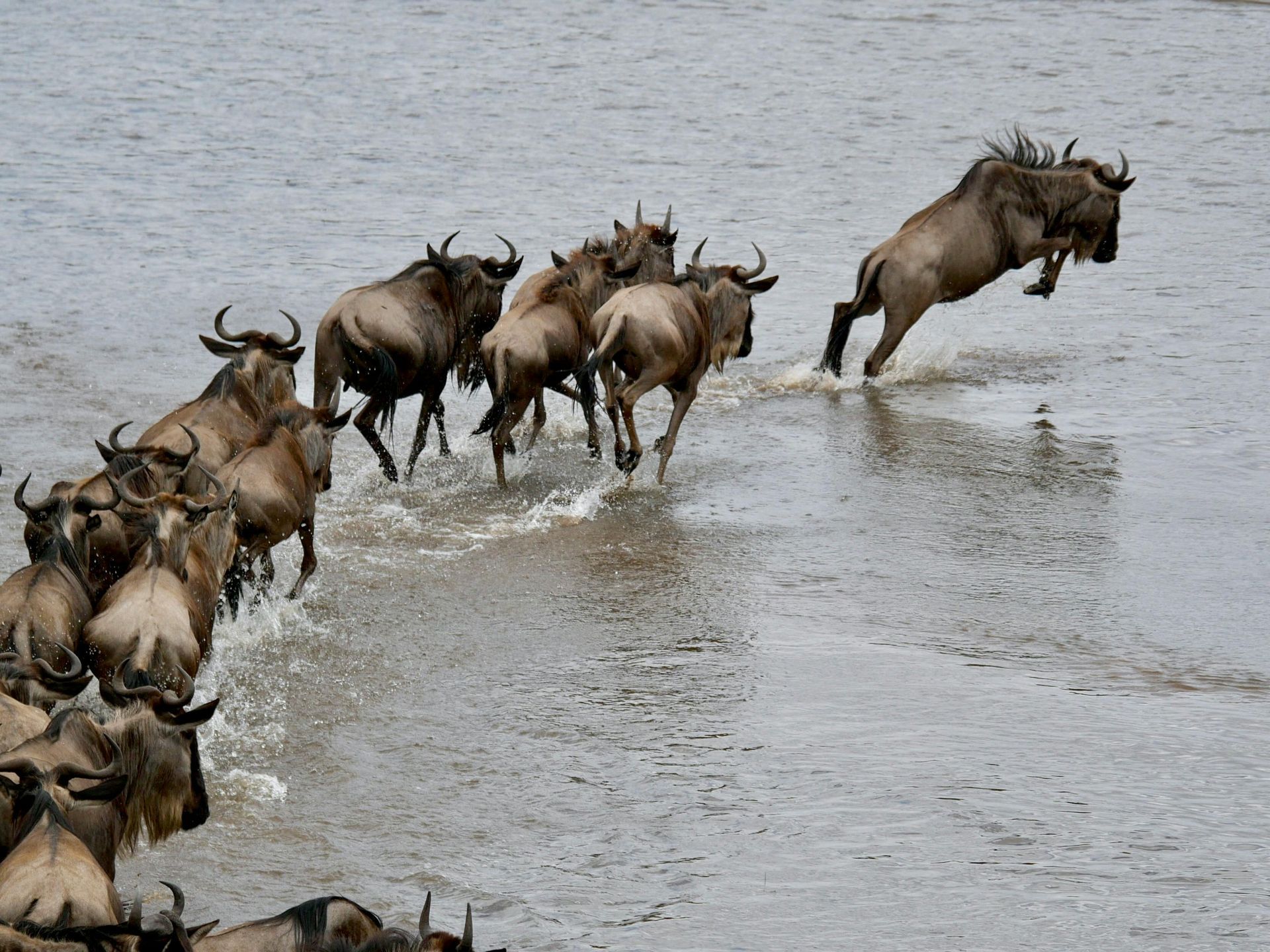 Wildebeest crossing the river during migration